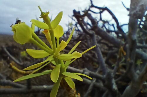 Flower of the bush of the mysterious rocks in Lanzarote