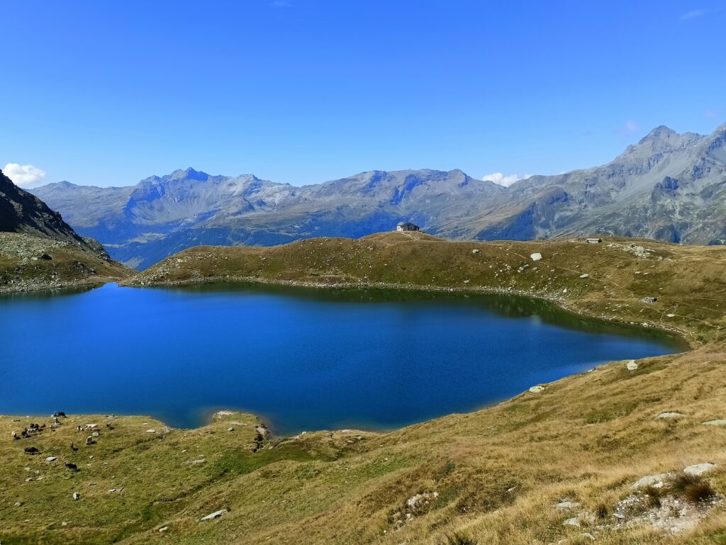 Blue cool alpine lake with cows on its shores