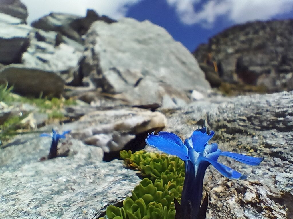 Blue gentians along the trail